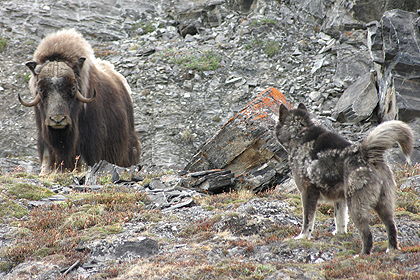 Musk ox and sledddog , image by Per Jessen