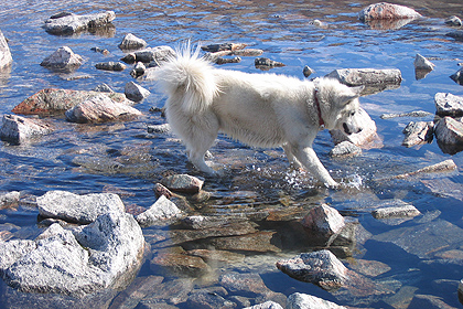Greenland sleddog crossing the river , image by Gary Rolfe
