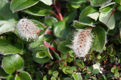 Arctic fauna , image by Nanu Travel