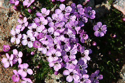 Arctic fauna , image by Nanu Travel