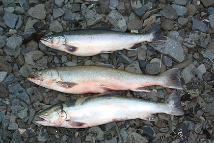 Arctic char , image by Nanu Travel