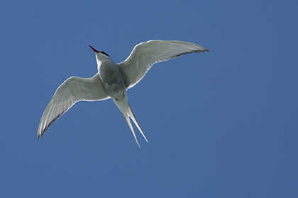 Sea Gull , image by Nanu Travel