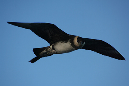 Long-tailed skua , image by Nanu Travel