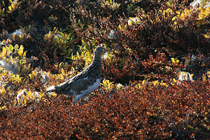 Ptarmigan , image by Nanu Travel