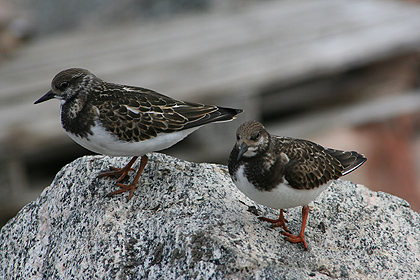 Wheatear, image by Nanu Travel