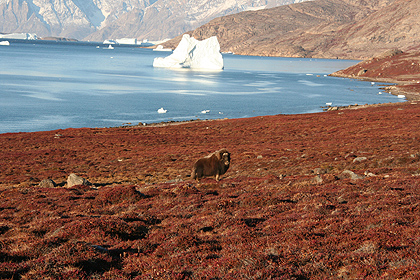 Musk ox, image by Nanu Travel