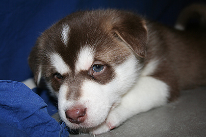 Charlie , image by Nanu Travel