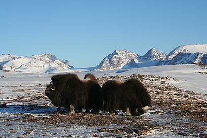 Musk oxen , image by Nanu Travel