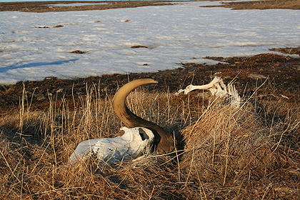 Musk ox skull, image by Nanu Travel