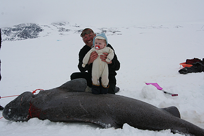 Greenland shark ,  image by Nanu Travel