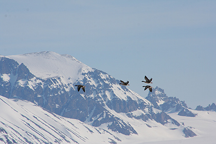 birds ,  image by Nanu Travel