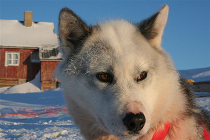 Sleddog, image by Nanu Travel