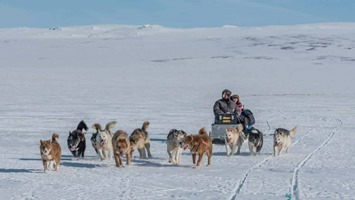 slædetur hurry fjord