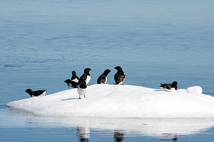 Little auks outside Ittoqqortoormiit , image by Nanu Travel