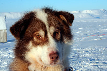 est Greenland sleddog , image by Nanu Travel