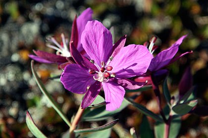 image by Nanu Travel