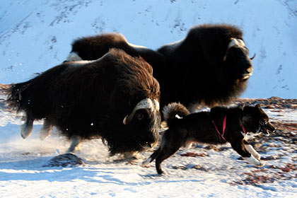Musk ox hunt , Dom Brava , image by Nanu Travel