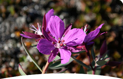 Feedback from a sledtrip in Liverpoolland