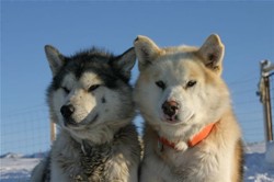 Sleddogs
