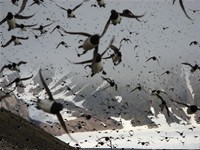 Jeroen Creuwels (copyright). There are an estimated 100,000 pairs of Little Auks at the Kap Höegh colony! 